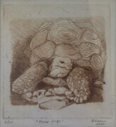 Mzee Kobi (Tortoise)